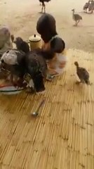 Ce gamin essaie désespérément de protéger son assiette !