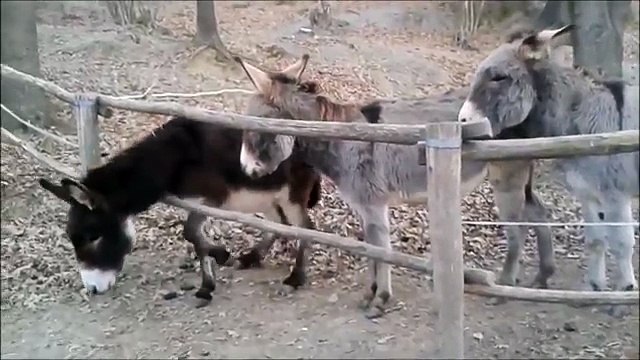 Donkey Struggling With Fence