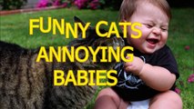 Funny cats annoying babies - Cute cat & baby compilation - YouTube