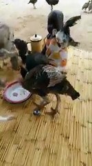 Un enfant essaie de protéger son assiette mais il a beaucoup trop de concurrence