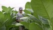 Así se cultiva la hoja del tabaco habano