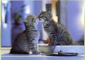 Cute Cats kissing and Hugging