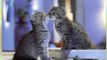 Cute Cats kissing and Hugging