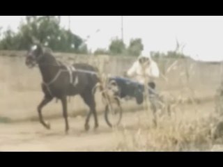 Napoli - Corse clandestine di cavalli nel Parco di Cuma, sequestrata area (01.03.17)