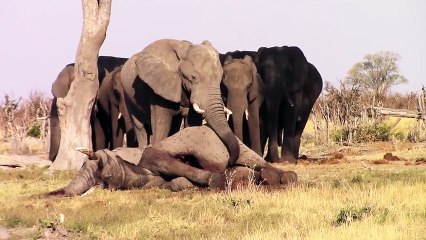 Những chú voi bần thần đứng lặng đưa tang bạn mình