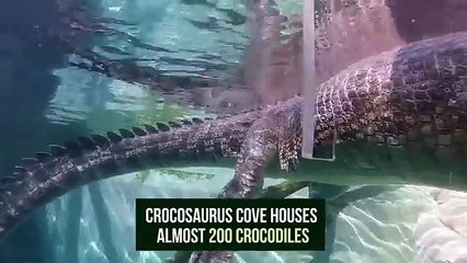 Expérience sensation : cage aux crocodiles !