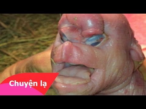 Chuyện lạ có thật – Lợn mặt người ở Trung Quốc