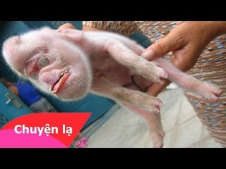 Chuyện lạ khó tin – Lợn mặt khỉ ở Trung Quốc
