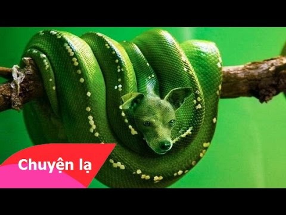 Chuyện lạ Việt Nam - Những động vật kinh dị ra đời bằng Photoshop