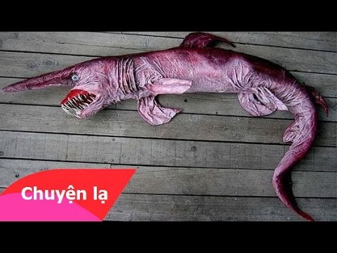 Strange Animals - Những loài động vật kỳ lạ nhất thế giới