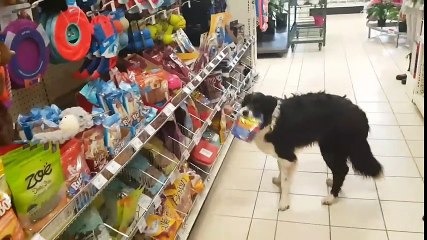 Un chien fait ses courses au supermarché