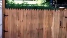 Un homme termine sa clôture pour empêcher son chien de s’enfuir malheureusement, il franchit l'obstacle. Un coup d’épée