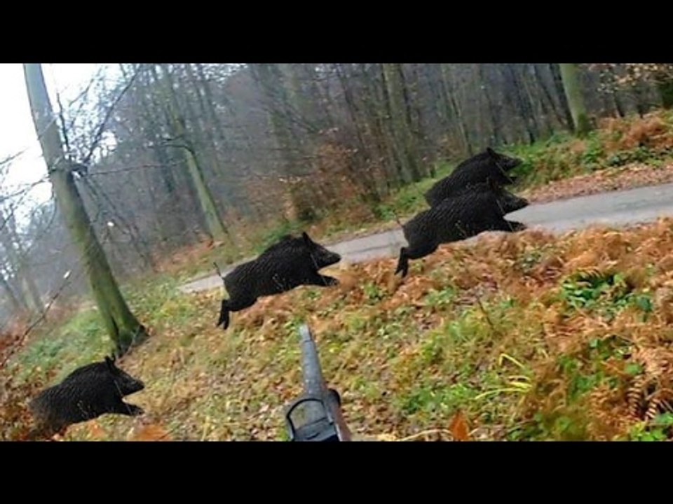 chasse aux sanglier 2017