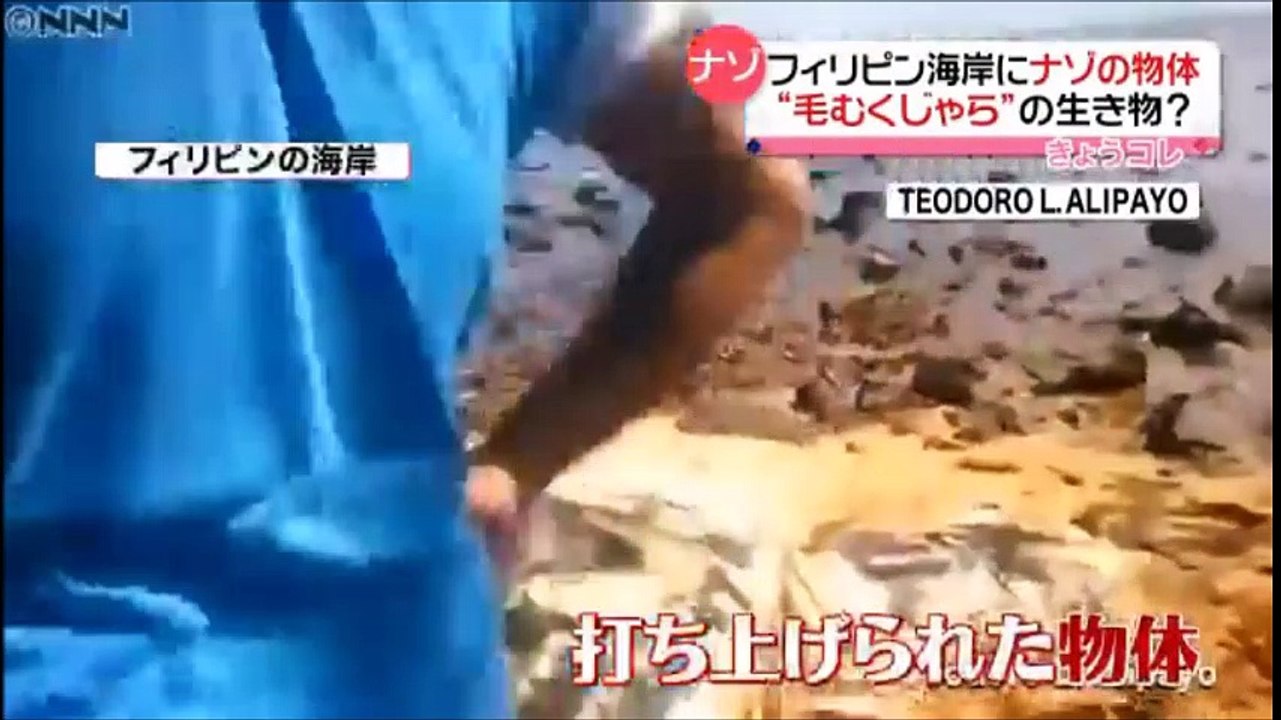 【ネバーエンディングストーリーの白い竜？】フィリピンの海岸に謎の毛むくじゃら“生き物”打ち上げへ