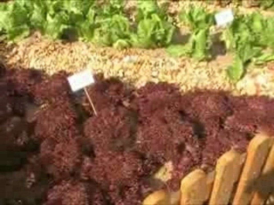Urban Vegetable Garden Exhibit In Geneva, Switzerland