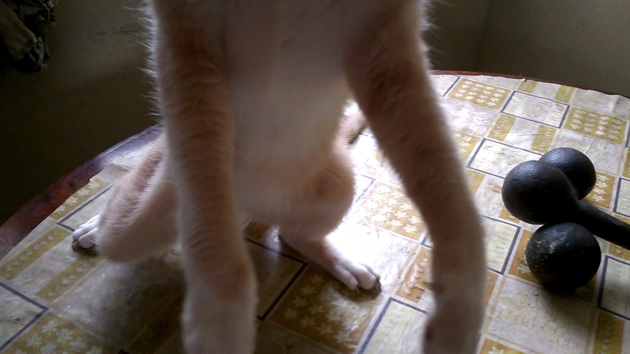 Zeldinha, essa gata adora carinhos e alguns beliscões (100% Curada de esporotricose!)