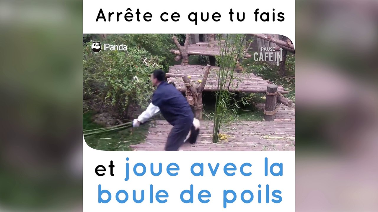 Un panda veut jouer avec un membre du personnel du zoo