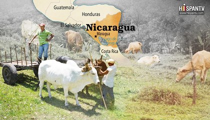 Todas las balas del bosque