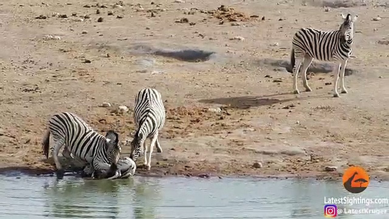 Un zèbre tente de tuer un petit zébreau en lui maintenant la tête sous l'eau