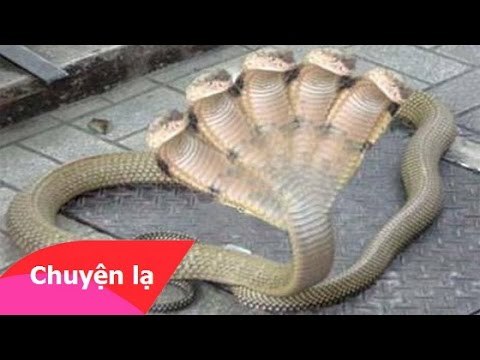 Chuyện lạ khó tin – Rắn 5 đầu ở Trung Quốc