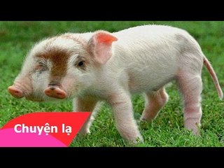 Chuyện lạ Việt Nam - 7 con vật có hai đầu