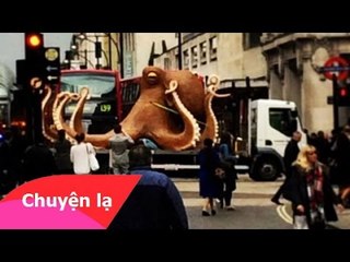 Chuyện lạ Việt Nam – Bạch tuộc khổng lồ gây náo loạn đường phố