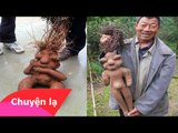 Chuyện lạ Việt Nam – Củ hà thủ ô hình người