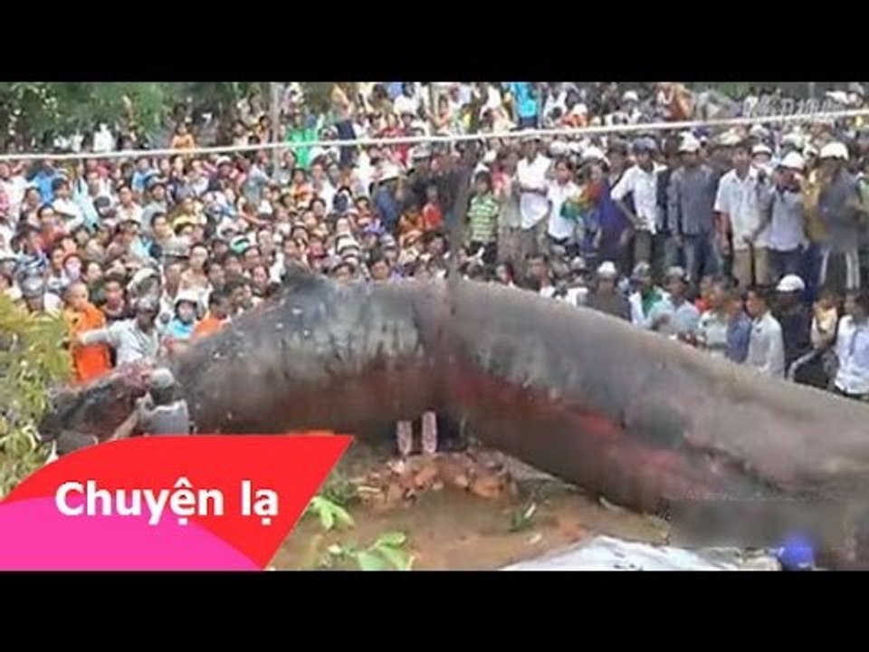 Chuyện lạ Việt Nam – Quái vật khổng lồ tại Việt Nam