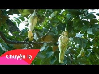 Chuyện lạ Việt Nam – Cây có quả hình người phụ nữ