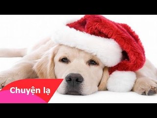 Chuyện lạ Việt Nam - Đón Giáng sinh 2014 kiểu "Động vật"