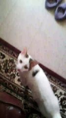 Un chat caressé sur sa tablette