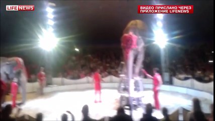 Un éléphant s'écroule en faisant le poirier lors d'un numéro risqué dans un cirque