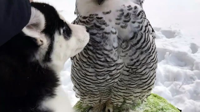 Un husky fait des bisous à une chouette