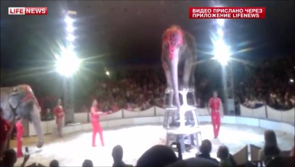 Ce pauvre éléphant chute en faisant le poirier pendant un numéro de cirque