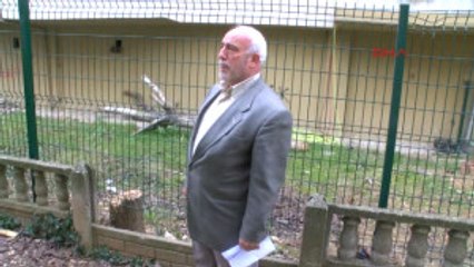 Kocaeli Ağaçları Kesen Komşusundan Şikayetçi Oldu