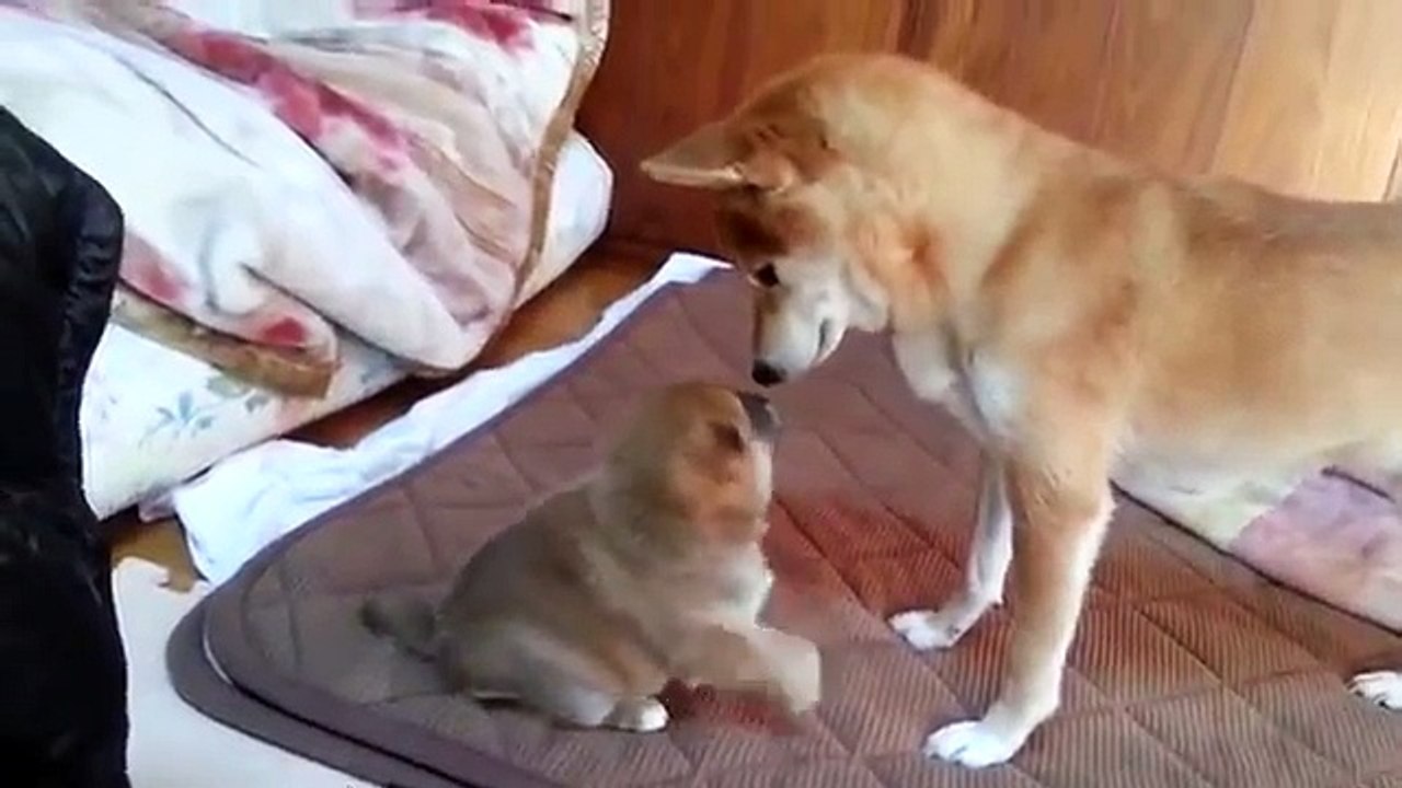 When the mother dog angry dog