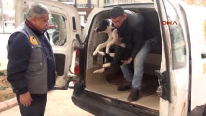 Gaziantep 'Barış'tan Sonra El Bab'da Yaralanan 'Mucize' de Gaziantep'te