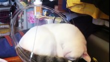Ce chat qui dort dans les airs...