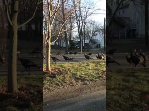 Un chat mort se fait encercler par de nombreuses dindes qui semblent faire un rituel de renaissance