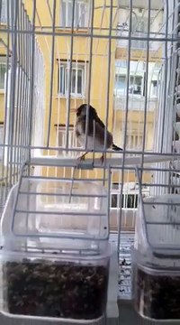 Magnifique Chant du Chardonneret donnez nous vos avis de : Nabil Goumiri