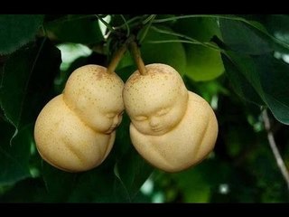Chuyện lạ Việt Nam - Quả lê hình mặt người