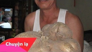 Chuyện lạ Việt Nam - Củ sắn khổng lồ