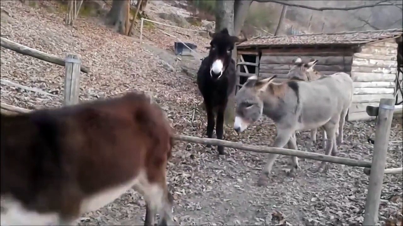 Akıllı eşeğin hali başka