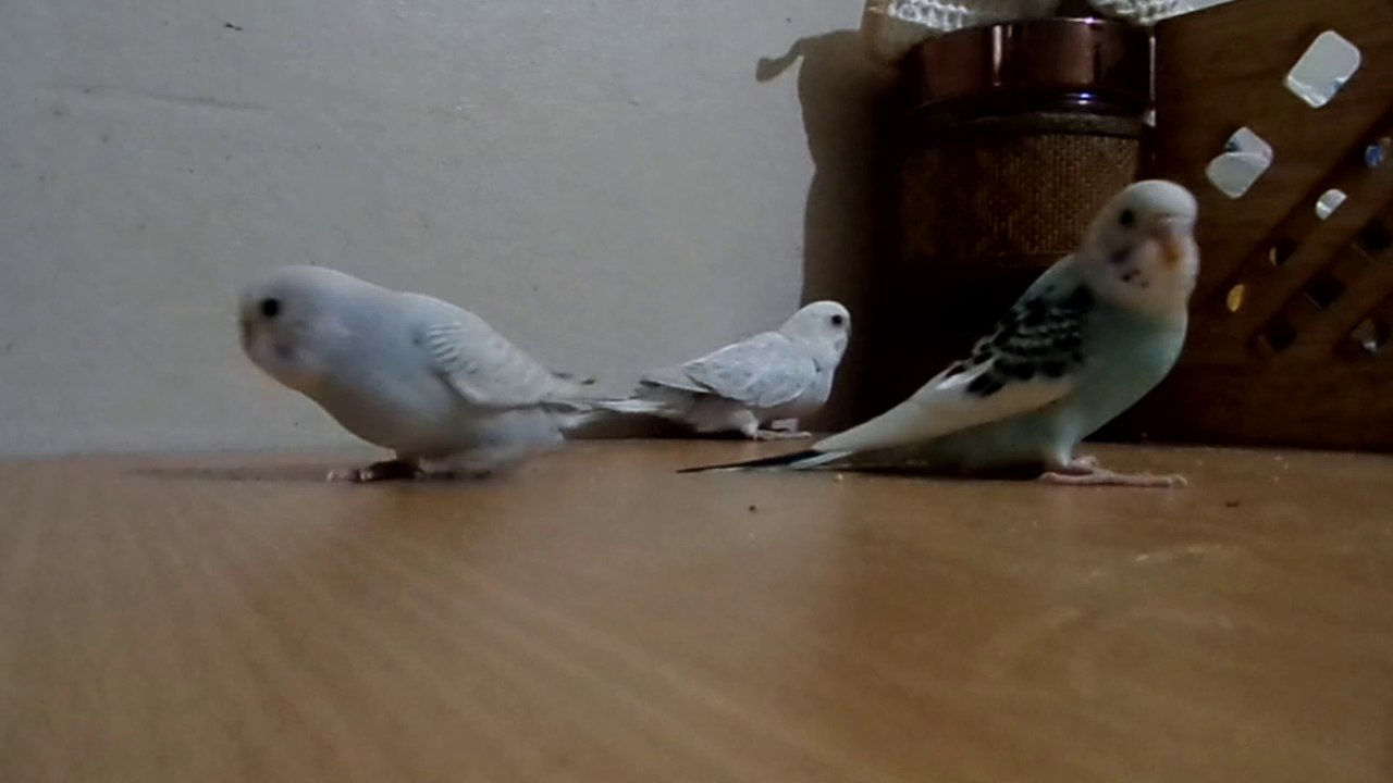 En Güzel Yavru Muhabbet Kuşları