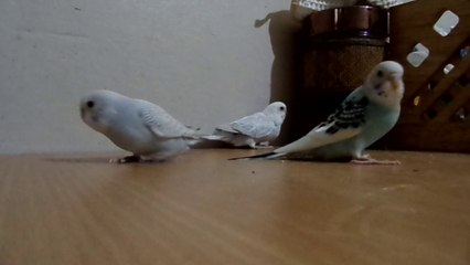 En Güzel Yavru Muhabbet Kuşları