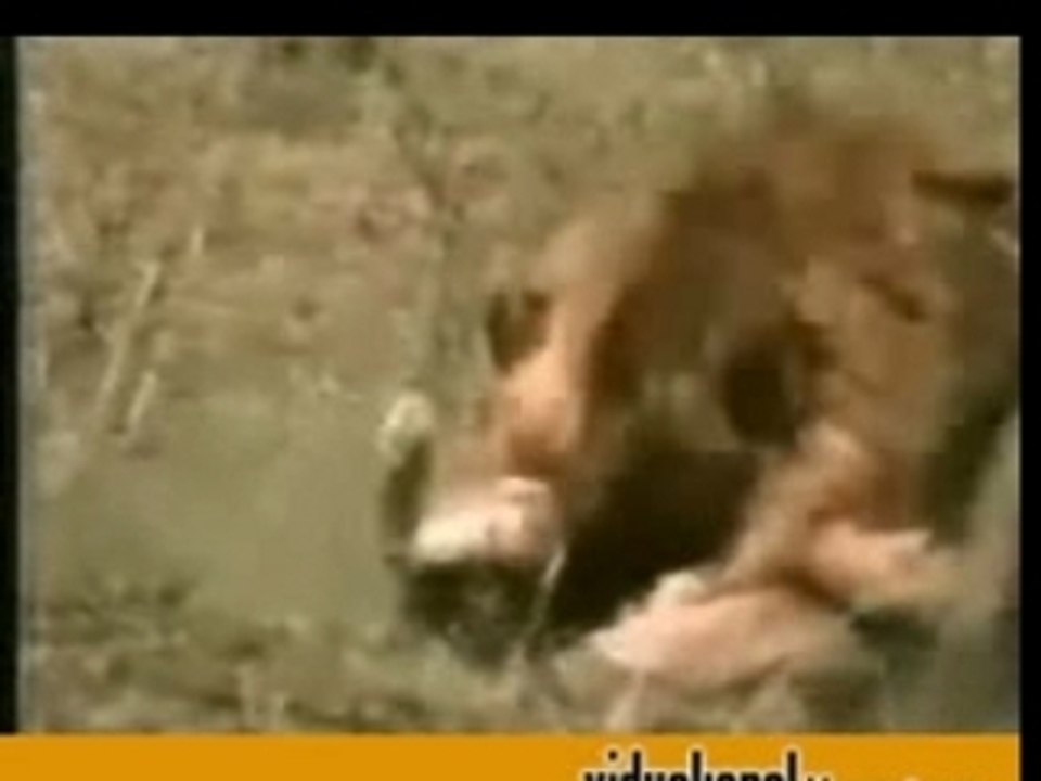 Lion Attacks Cubs