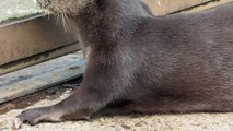 Otter plays with stone like a cat plays with a toy