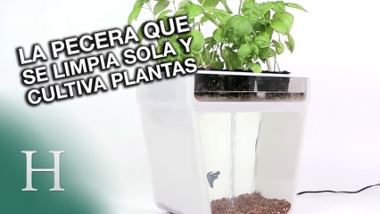 La pecera que se limpia sola y cultiva plantas