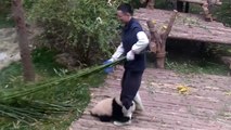 Un panda un peu trop pot de colle avec son soigneur
