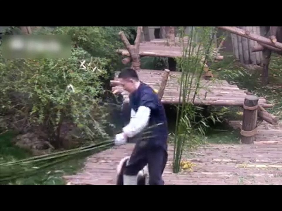 Ce bébé panda est vraiment un pot de colle !